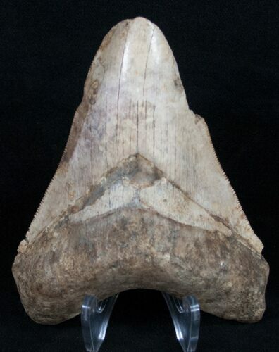 Bargain Megalodon Tooth - Light Color #10993
